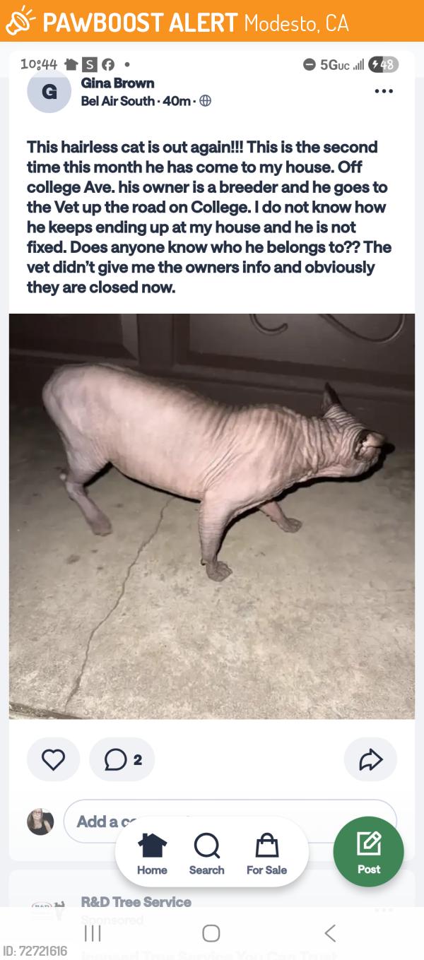 Found/Stray Unknown Cat last seen Orangeburge, Modesto, CA 95350