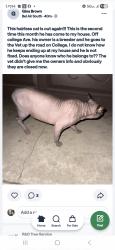 Found/Stray Unknown Cat last seen Orangeburge, Modesto, CA 95350
