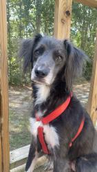 Lost Male Dog last seen HWY 26 W, N Valley Rd, S Valley Rd, Buck Branch School Rd, Old Camp Rd , Poplarville, MS 39470