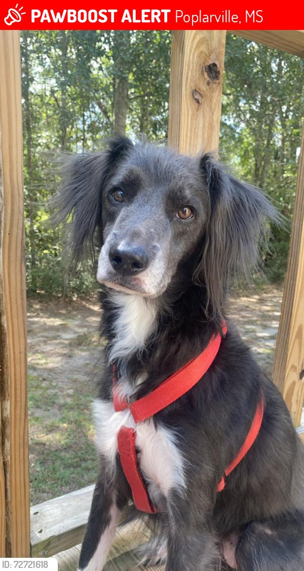 Lost Male Dog last seen HWY 26 W, N Valley Rd, S Valley Rd, Buck Branch School Rd, Old Camp Rd , Poplarville, MS 39470