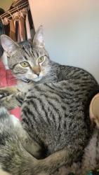 Lost Male Cat last seen N Skykomish Dr, Post Falls, ID 83854
