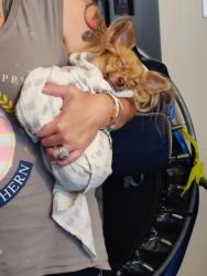 Lost Female Dog last seen Nancy ct and Randolph dr Clayton nc, Clayton, NC 27520