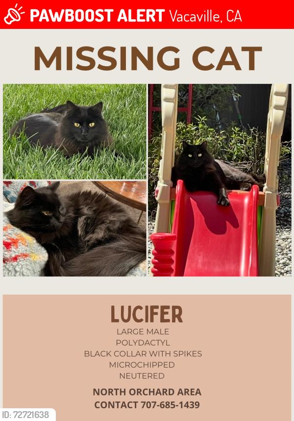 Lost Male Cat last seen Edgewood Drive, Vacaville, CA 95688