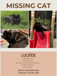 Lost Male Cat last seen Edgewood Drive, Vacaville, CA 95688