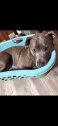 Lost Female Dog last seen Harris Teeter Whispering Pines, Carthage, NC 28327