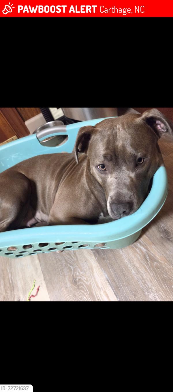 Lost Female Dog last seen Harris Teeter Whispering Pines, Carthage, NC 28327