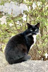 Lost Female Cat last seen Laurel Crest , Comanche Dr., West Columbia, SC 29169
