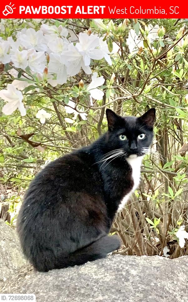 Lost Female Cat last seen Laurel Crest , Comanche Dr., West Columbia, SC 29169