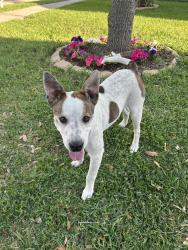 Found/Stray Male Dog last seen Mardi Gras & Turchin Dr , Houston, TX 77014