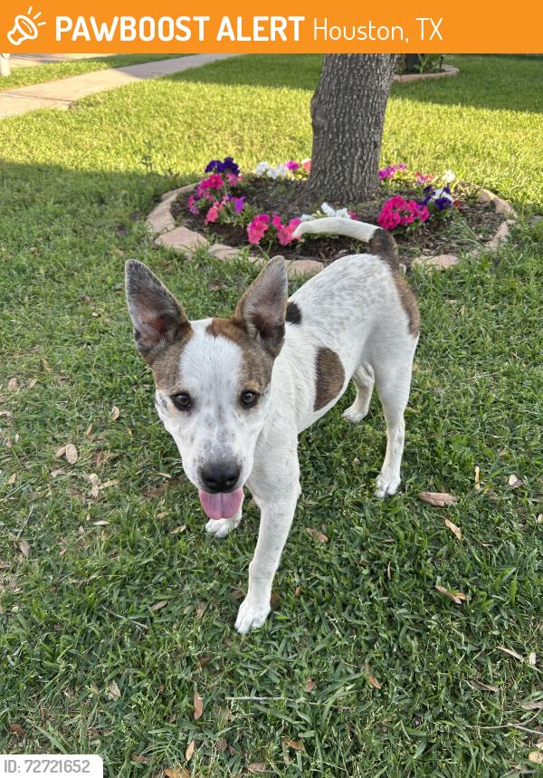 Found/Stray Male Dog last seen Mardi Gras & Turchin Dr , Houston, TX 77014