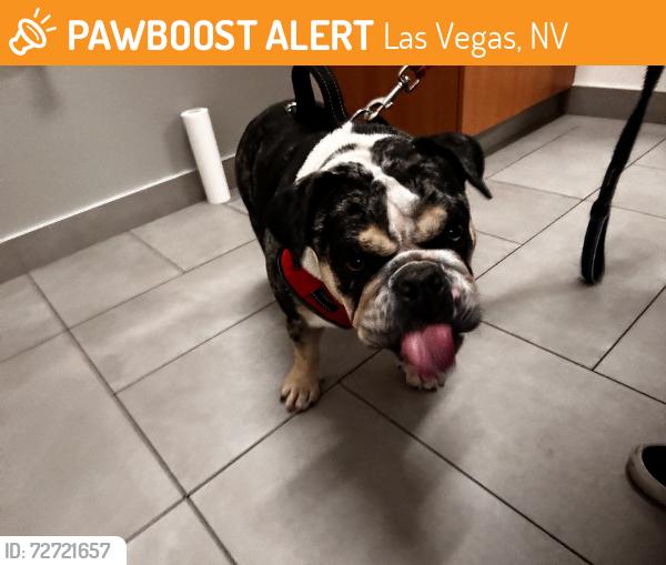 Found/Stray Female Dog last seen Alta and s buffalo Dr, Las Vegas, NV 89145