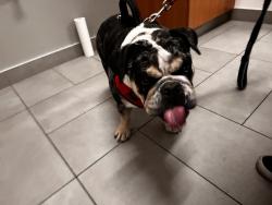 Found/Stray Female Dog last seen Alta and s buffalo Dr, Las Vegas, NV 89145