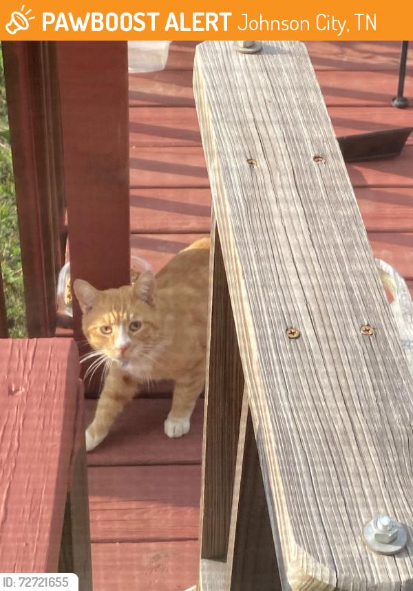 Found/Stray Unknown Cat last seen Wade and wheeler , Johnson City, TN 37604