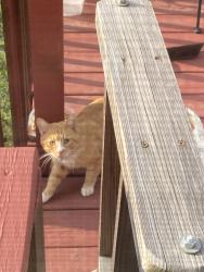 Found/Stray Unknown Cat last seen Wade and wheeler , Johnson City, TN 37604