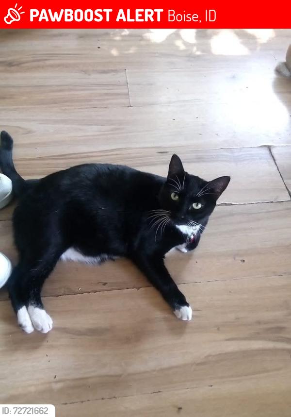 Lost Female Cat last seen Petrie street , Boise, ID 83704