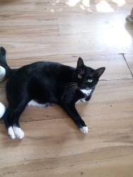 Lost Female Cat last seen Petrie street , Boise, ID 83704