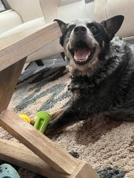 Lost Male Dog last seen Near Zed Creek Rd, Lufkin, TX 75904