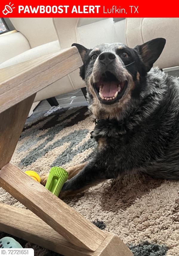 Lost Male Dog last seen Near Zed Creek Rd, Lufkin, TX 75904