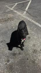 Found/Stray Male Dog last seen Fultondale Bark Park, Fultondale, AL 35068