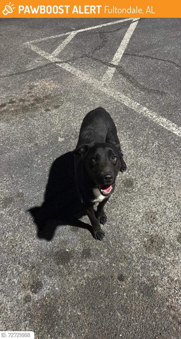 Found/Stray Male Dog last seen Fultondale Bark Park, Fultondale, AL 35068