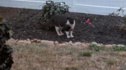 Found/Stray Unknown Cat last seen Adams Mill and Brown Lane, Simpsonville, SC  29681, Greenville County, SC 29681