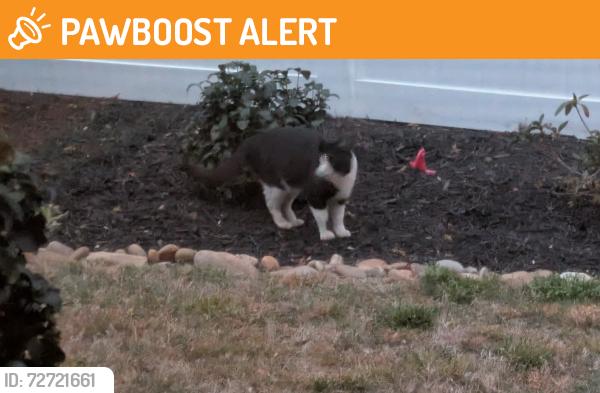 Found/Stray Unknown Cat last seen Adams Mill and Brown Lane, Simpsonville, SC  29681, Greenville County, SC 29681