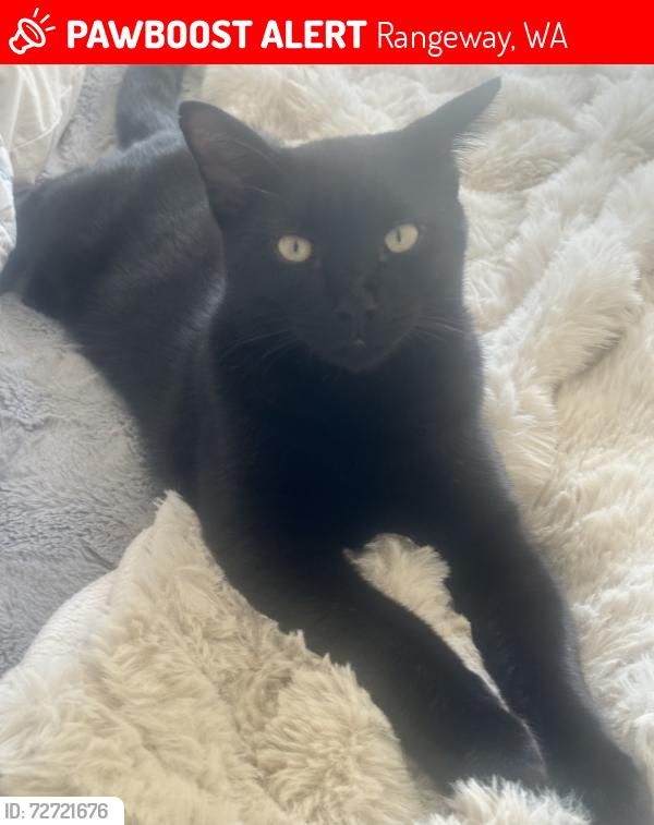 Lost Male Cat last seen Riffle Range Road, Rangeway, WA 6530