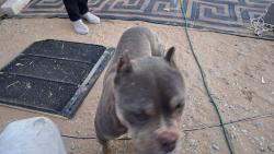 Found/Stray Male Dog last seen 40th st and 24 Ave , Rio Rancho, NM 87144