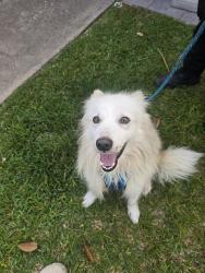 Found/Stray Male Dog last seen West rd and huffmeister , Houston, TX 77095