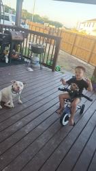 Lost Female Dog last seen Cerca a la estacion de bomberos, San Antonio, TX 78245