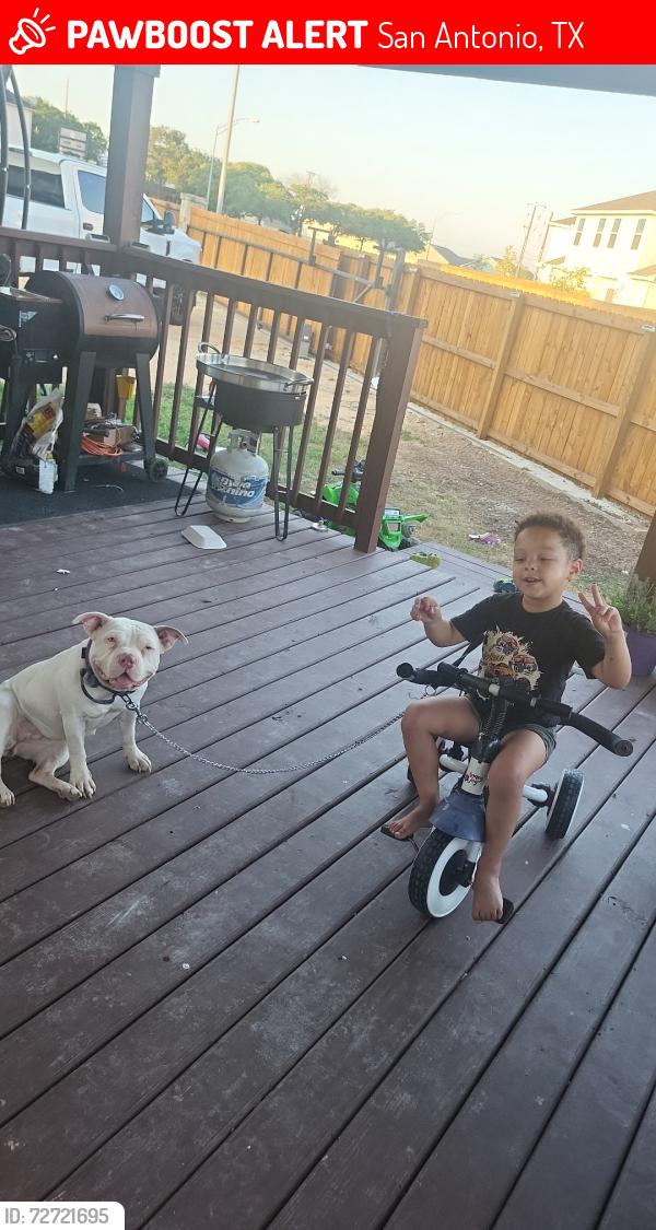Lost Female Dog last seen Cerca a la estacion de bomberos, San Antonio, TX 78245