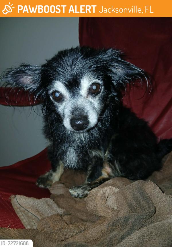 Found/Stray Female Dog last seen Annie R Morgan elementary , Jacksonville, FL 32254