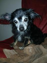 Found/Stray Female Dog last seen Annie R Morgan elementary , Jacksonville, FL 32254