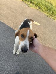 Found/Stray Male Dog last seen Malloy and 45, Ferris, TX 75125