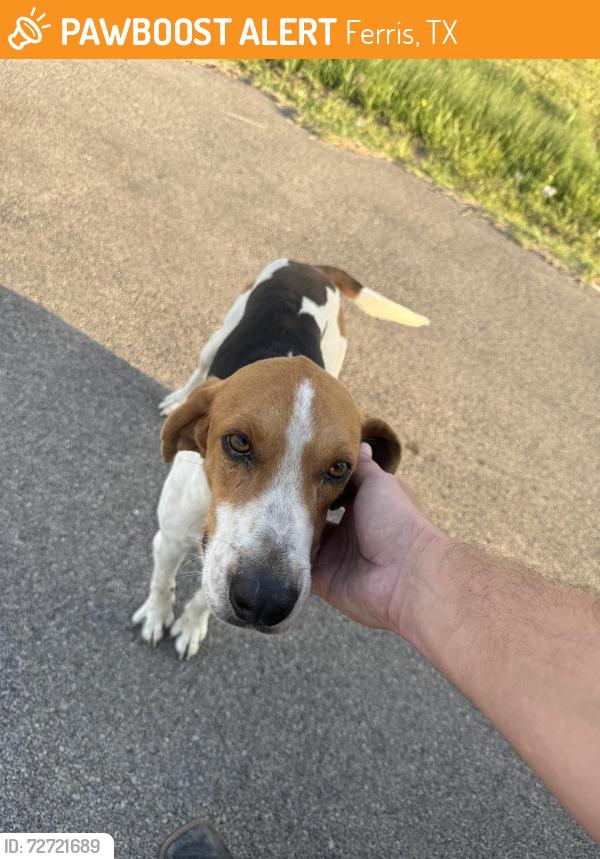 Found/Stray Male Dog last seen Malloy and 45, Ferris, TX 75125