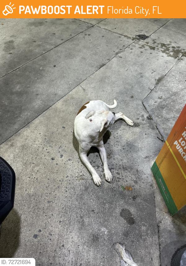 Found/Stray Male Dog last seen Circle K Gas station Redland rd and Palm Drive , Florida City, FL 33034