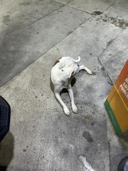 Found/Stray Male Dog last seen Circle K Gas station Redland rd and Palm Drive , Florida City, FL 33034