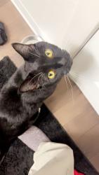 Lost Male Cat last seen flying j, Post Falls, ID 83854