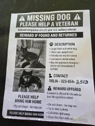Lost Male Dog last seen Vallejo between Daly & Avenue 21, Los Angeles, CA 90031