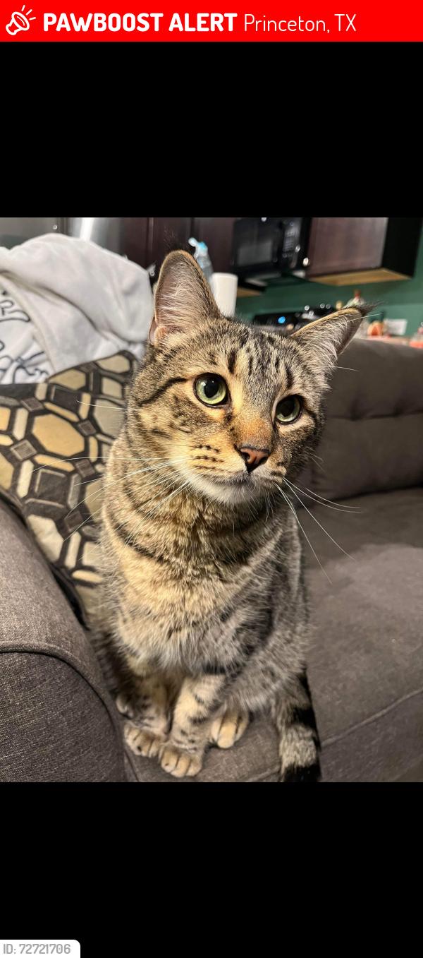 Lost Male Cat last seen Bridgewater, Princeton, TX 75407
