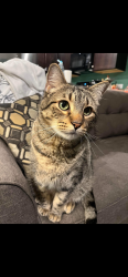 Lost Male Cat last seen Bridgewater, Princeton, TX 75407