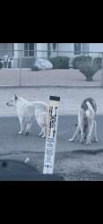 Found/Stray Unknown Dog last seen they were hanging out at that stop sign., Hesperia, CA 92345