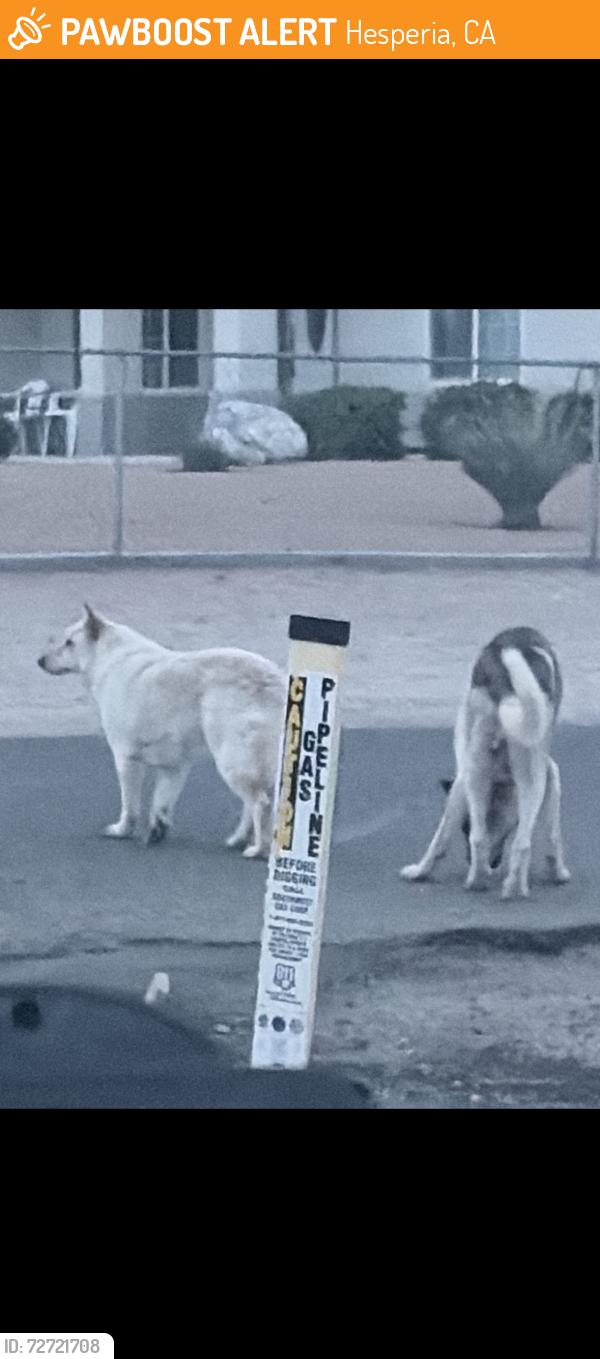 Found/Stray Unknown Dog last seen they were hanging out at that stop sign., Hesperia, CA 92345