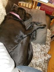 Lost Female Dog last seen Near upper 71st street east. inver grove heights , Inver Grove Heights, MN 55076