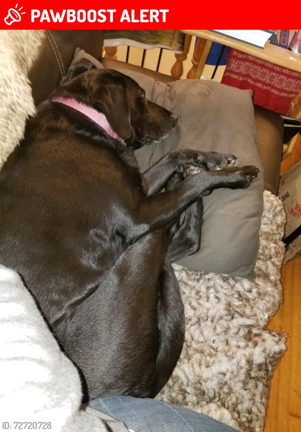 Lost Female Dog last seen Near upper 71st street east. inver grove heights , Inver Grove Heights, MN 55076