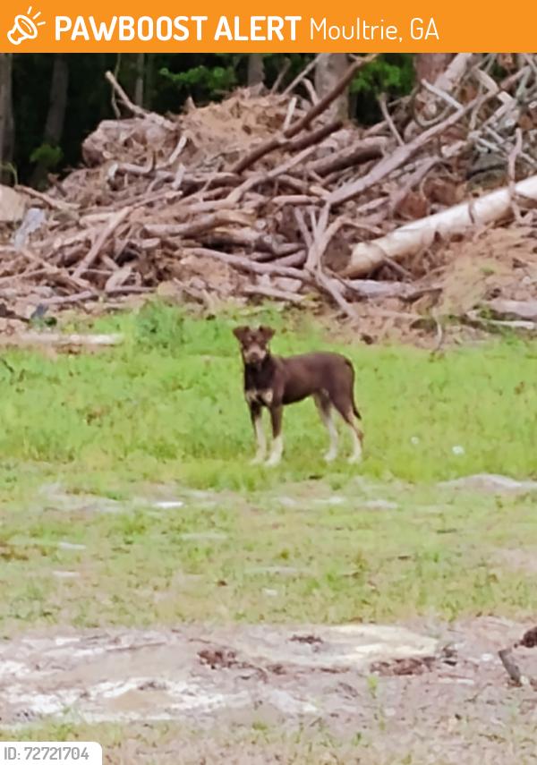 Found/Stray Unknown Dog last seen Off of Ga. Hwy. 133 and Hidden Acres, Moultrie, GA 31788