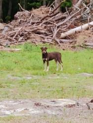 Found/Stray Unknown Dog last seen Off of Ga. Hwy. 133 and Hidden Acres, Moultrie, GA 31788