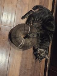 Lost Male Cat last seen Wyoming Blvd NE/Anaheim Ave NE near La Petite Academy, Albuquerque, NM 87122