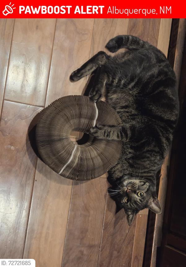 Lost Male Cat last seen Wyoming Blvd NE/Anaheim Ave NE near La Petite Academy, Albuquerque, NM 87122