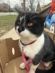 Found/Stray Male Cat last seen Maple ct, Mount Prospect, IL 60056